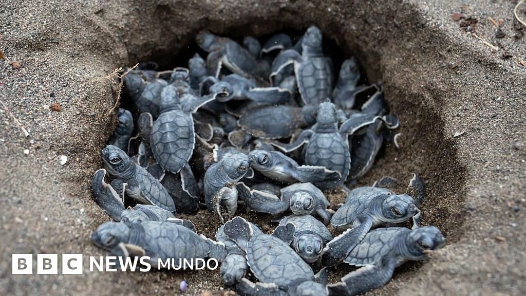 6 noticias positivas para el entorno y la biodiversidad en 2025