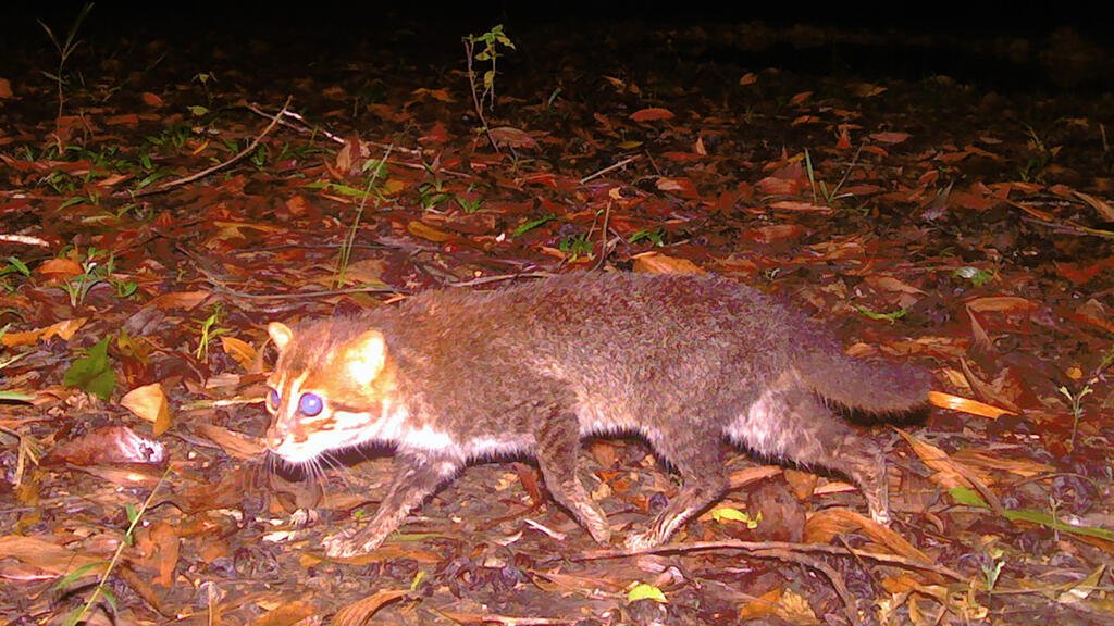 Positive News: Wild Cat Thought to Be Extinct for Three Decades Found Again in Thailand