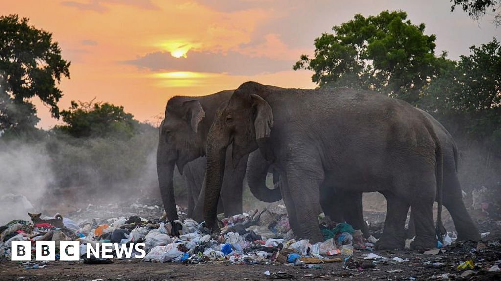 Three apprehended for reportedly setting fire to a wild elephant in Sri Lanka.