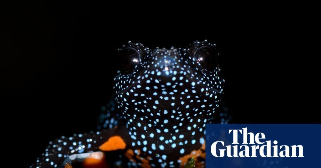 ‘Enigmatic’ galaxy frogs vanish following reports of photographers damaging their environments.