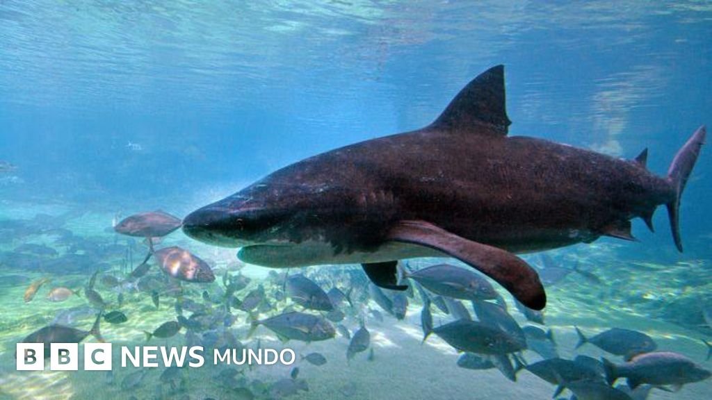 4 ataques en 48 horas: el impacto que transformó las playas del este de Australia en un paraíso para los tiburones.
