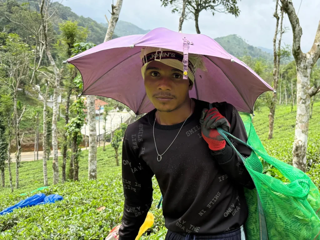 Fueled by Wealth, Motivated by Love: The Journey of Kerala's Migrant Tea Workers