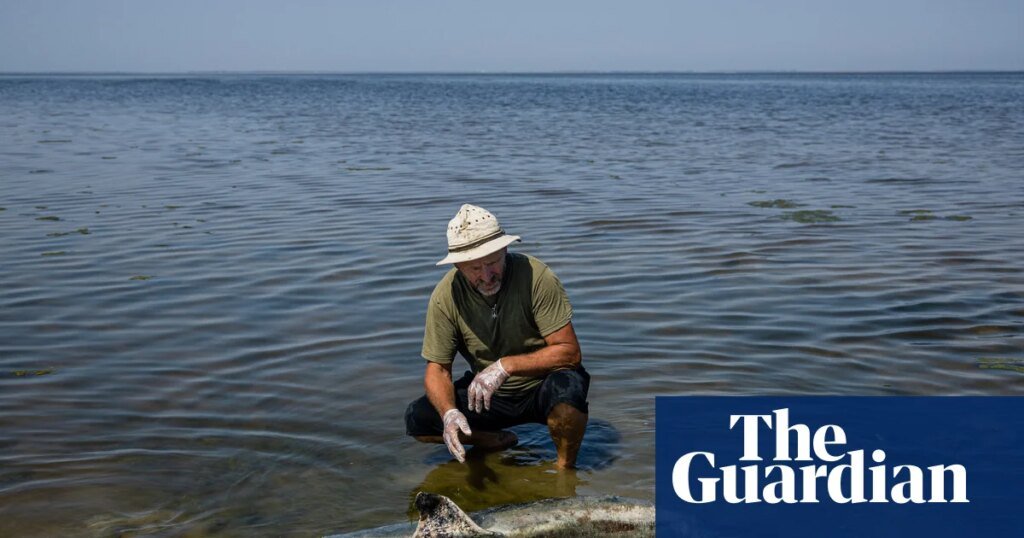 An Destructive Blow: Concerns Grow that Russia's Conflict is Driving the Black Sea and its Dolphins to a Breaking Point