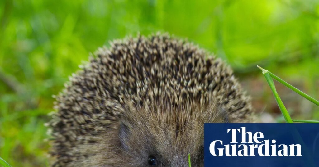 Researchers Aim to Use Ultrasound Repellers to Deter Hedgehogs from Roads