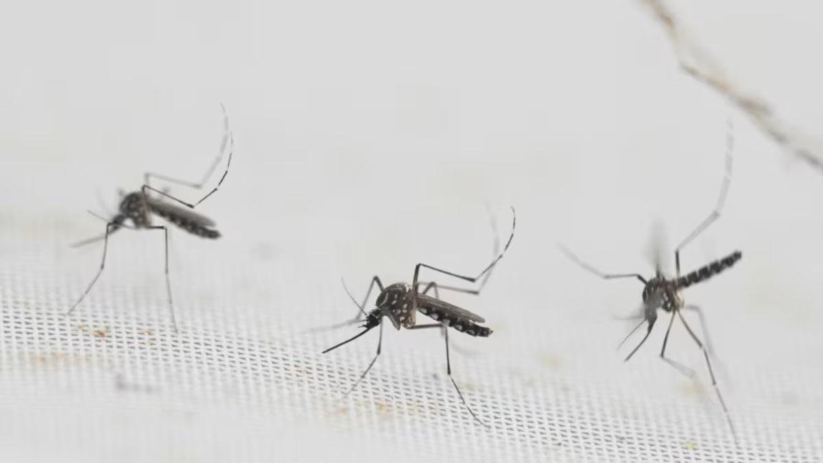 Wolbachia Mosquito Release Planned for Five New Locations, Featuring Ang Mo Kio and Toa Payoh