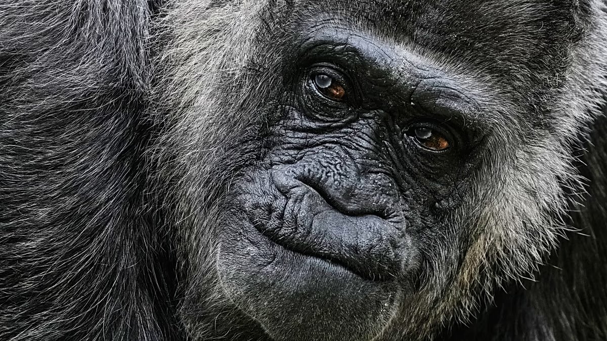 Berlin Zoo marks the 69th birthday of its oldest captive gorilla.