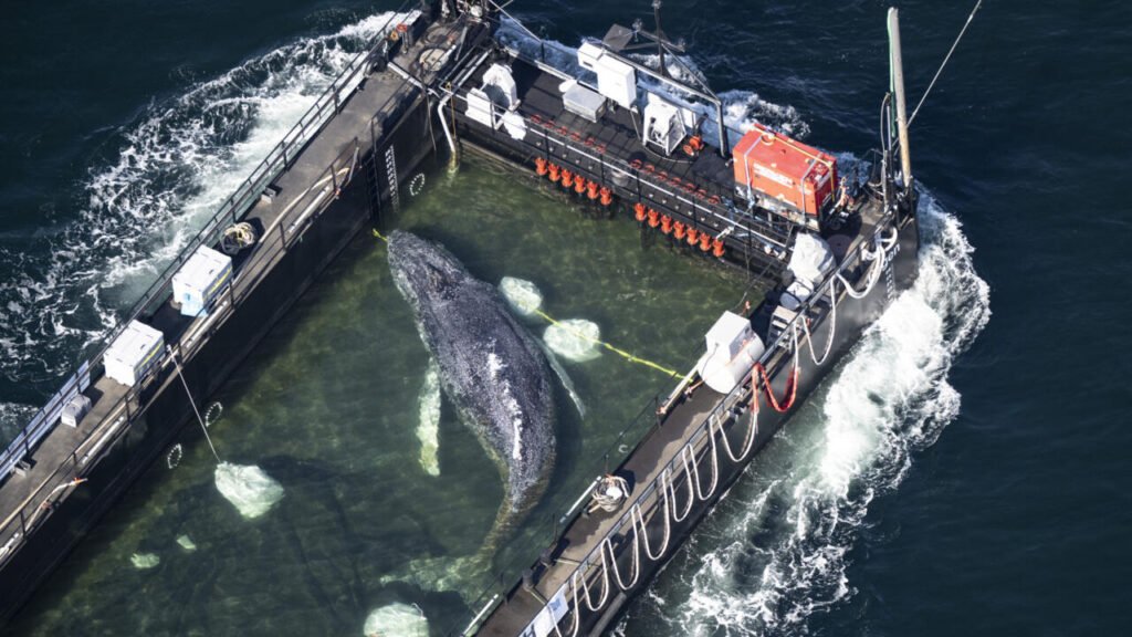 Rescuers use a barge to guide stranded whale back to safety in the North Sea.