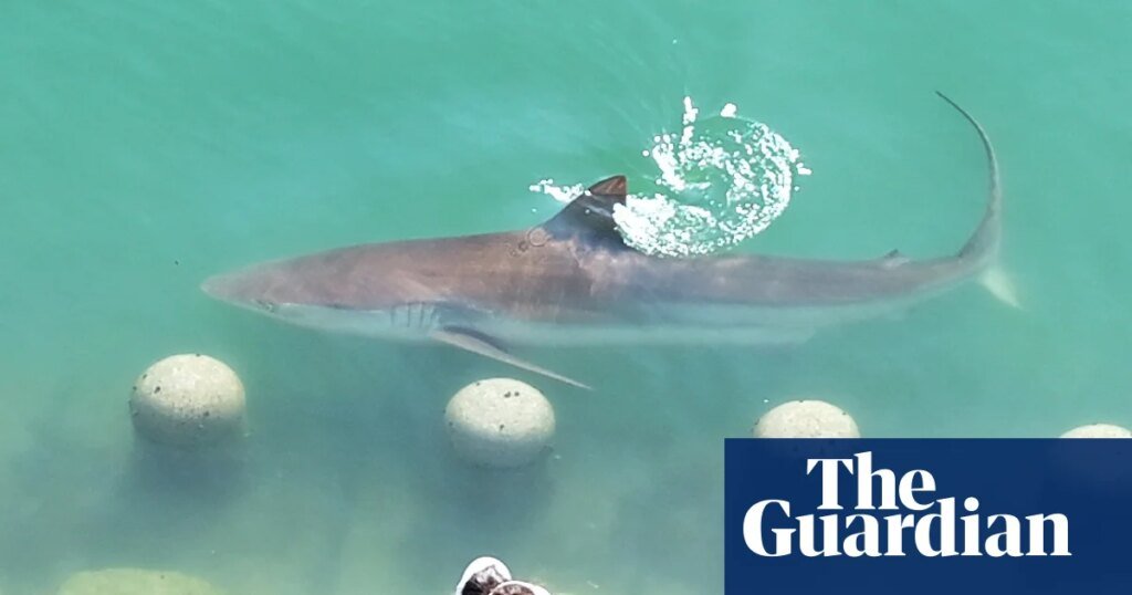 Massive shark trapped in South Korean canal attracts 600,000 visitors